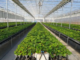 부여군, 조직배양 딸기원묘 보급으로 농가 소득 향상